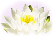 white lotus flower